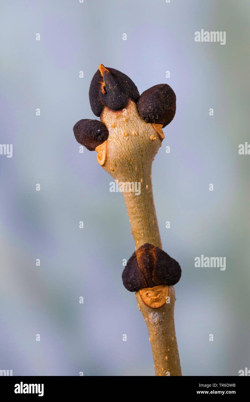 common ash, European ash (Fraxinus excelsior), branch with buds, Germany Stock Photo