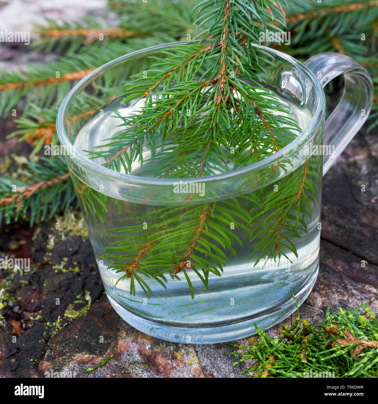 Norway spruce (Picea abies), tree from spruce needle, Germany Stock Photo