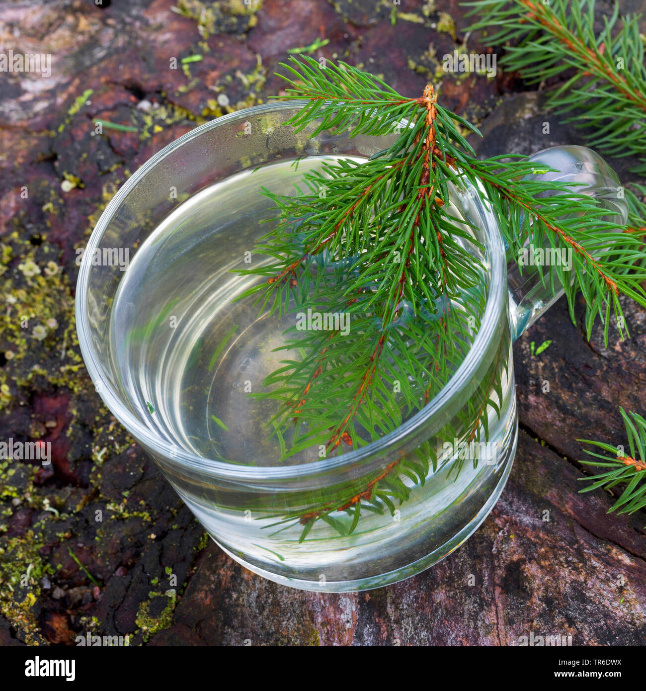 Norway spruce (Picea abies), tree from spruce needle, Germany Stock Photo