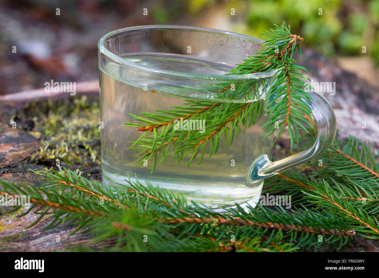 Norway spruce (Picea abies), tree from spruce needle, Germany Stock Photo