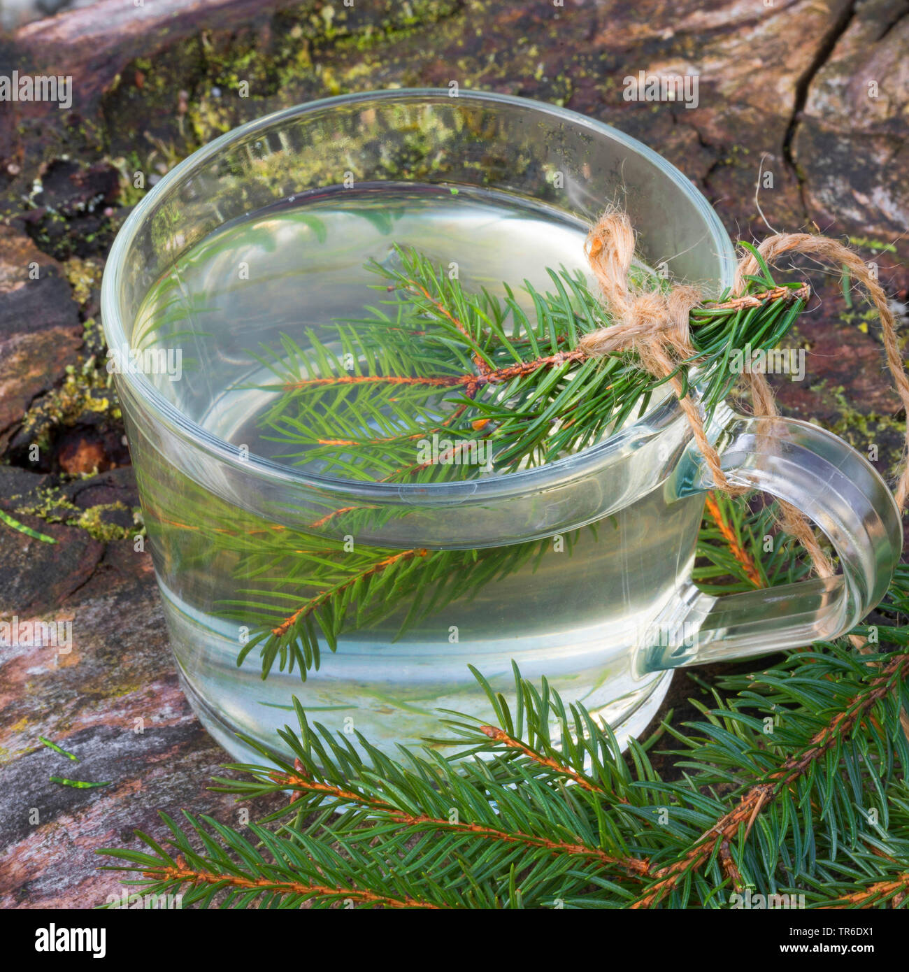 Norway spruce (Picea abies), tree from spruce needle, Germany Stock Photo