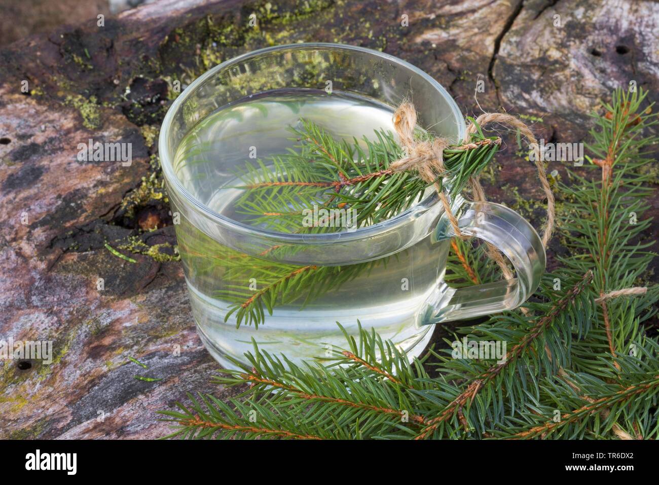 Norway spruce (Picea abies), tree from spruce needle, Germany Stock Photo