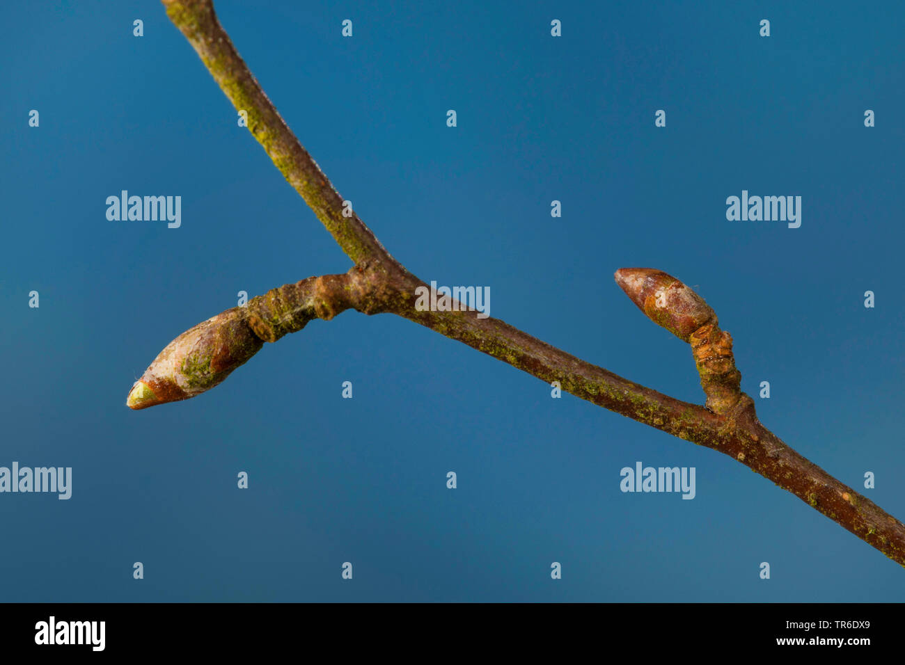 common birch, silver birch, European white birch, white birch (Betula pendula, Betula alba), branch with buds, Germany Stock Photo