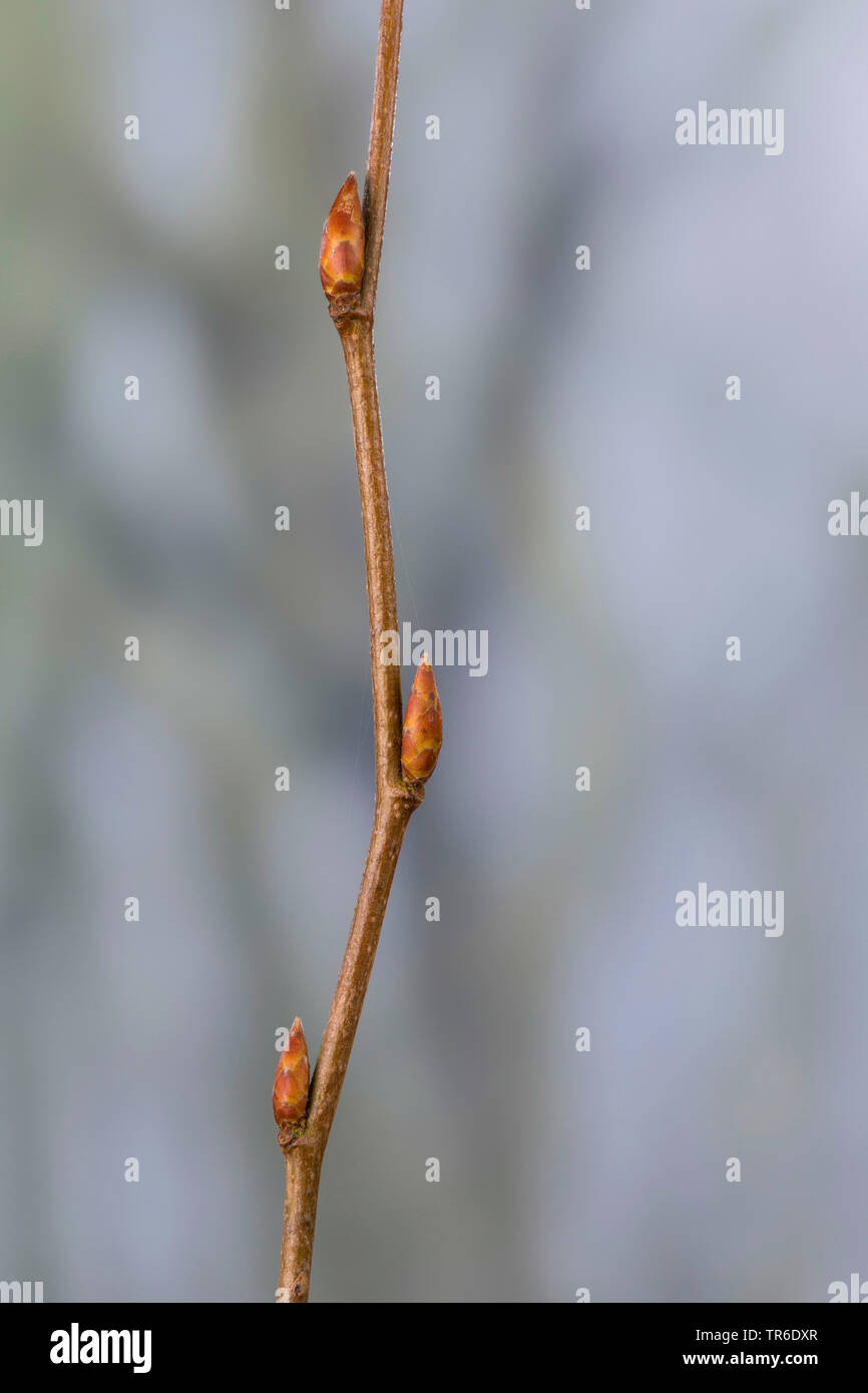 common hornbeam, European hornbeam (Carpinus betulus), branch with buds