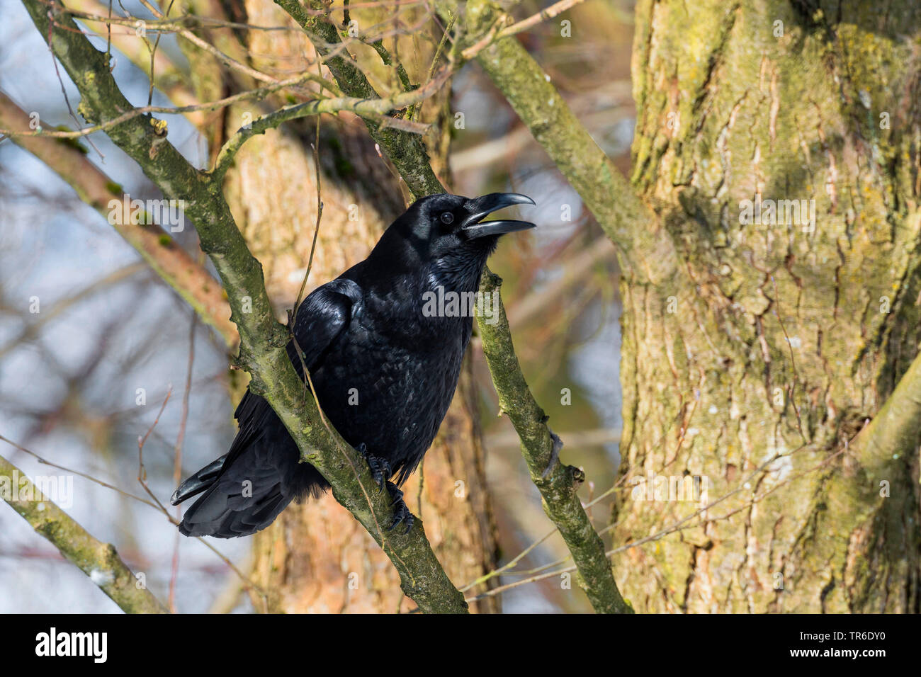 Raven tree hi-res stock photography and images - Alamy