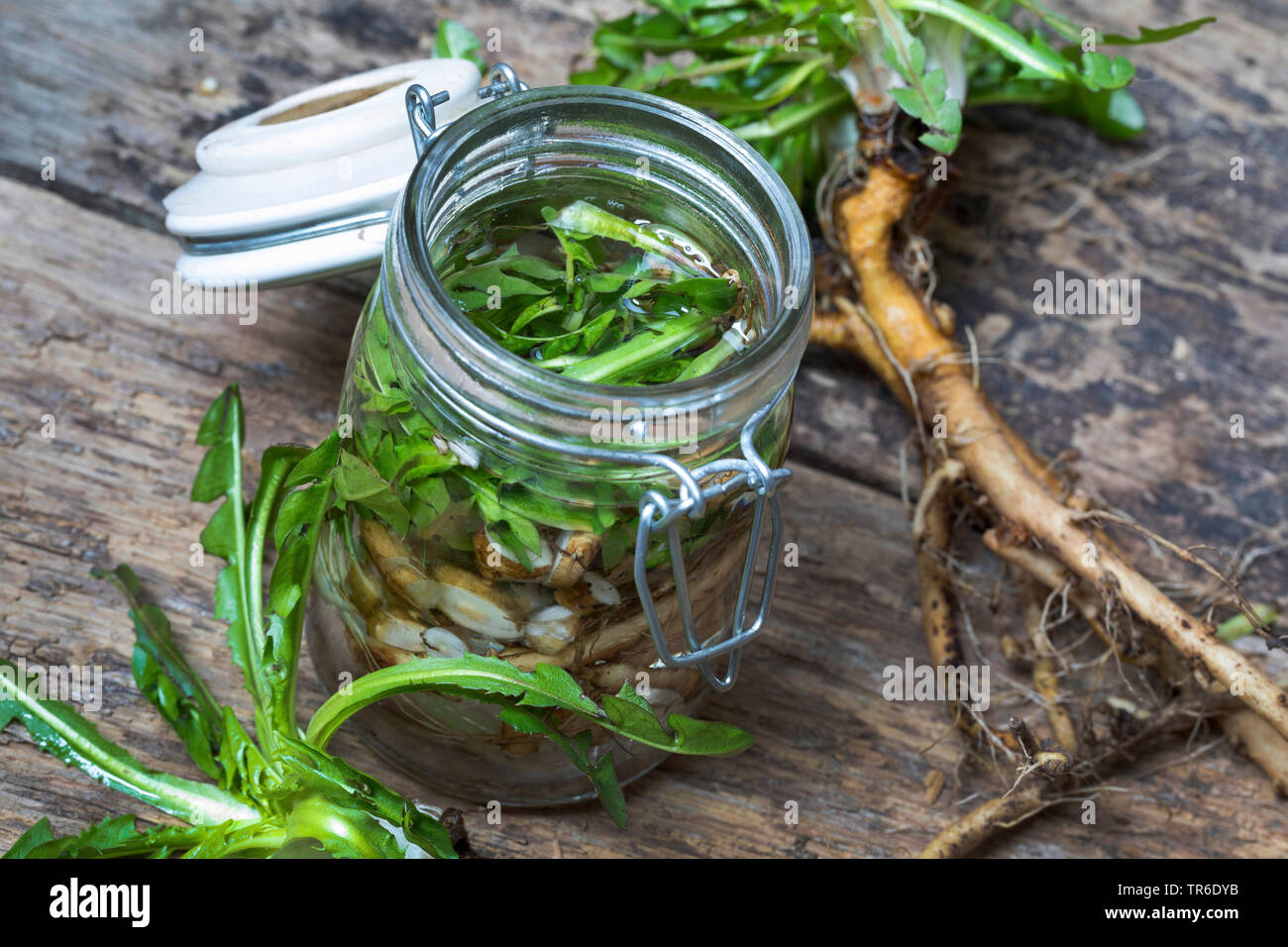 common dandelion (Taraxacum officinale), selfmade tincture from dandelion roots, Germany Stock Photo