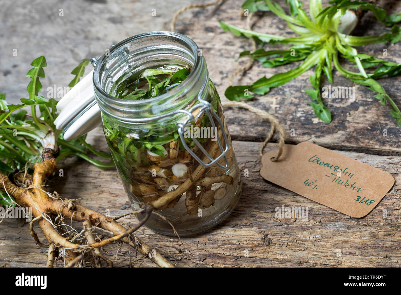 common dandelion (Taraxacum officinale), selfmade tincture from dandelion roots, Germany Stock Photo