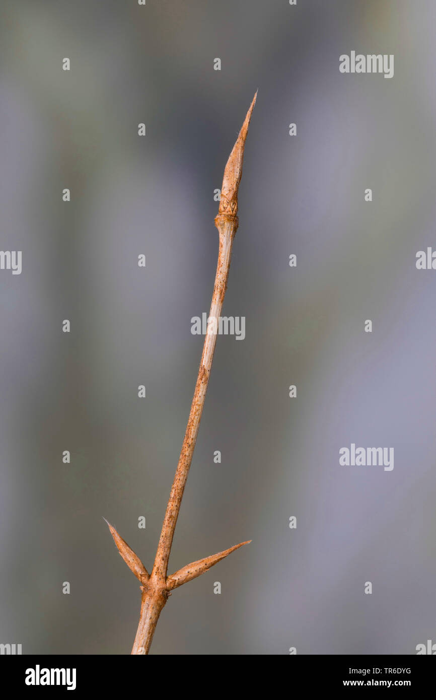 European fly honeysuckle (Lonicera xylosteum), branch with buds, Germany Stock Photo