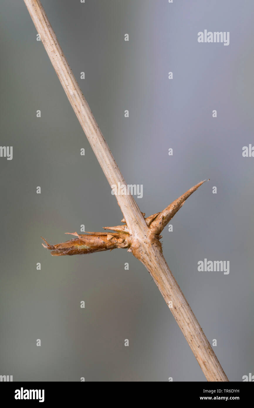 European fly honeysuckle (Lonicera xylosteum), branch with buds, Germany  Stock Photo - Alamy