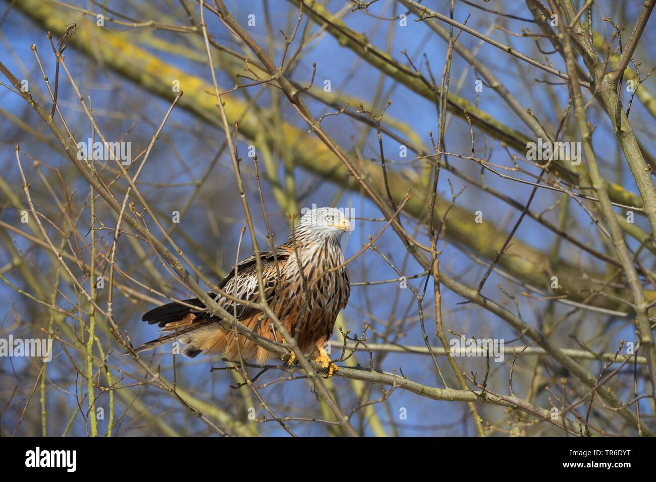 red kite (Milvus milvus), sitting on a tree, Germany Stock Photo