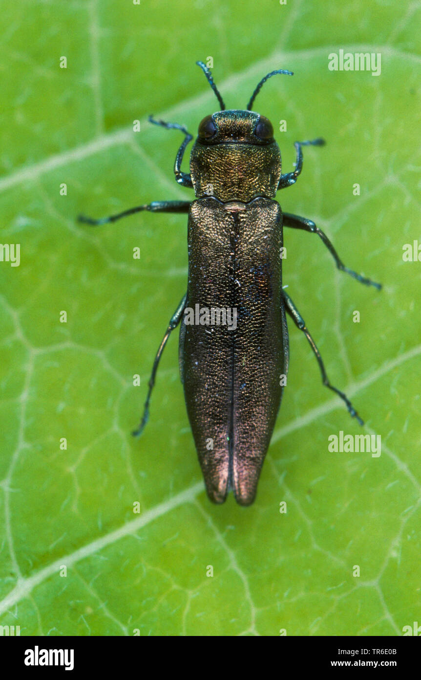 beech borer, flat-headed wood borer (Agrilus viridis), sitting on a leaf, view from above, Germany Stock Photo
