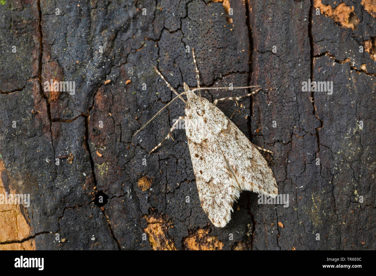 March Dagger Moth (Diurnea fagella, Tinea fagella), male sitting at dead wood, view from above, Germany Stock Photo