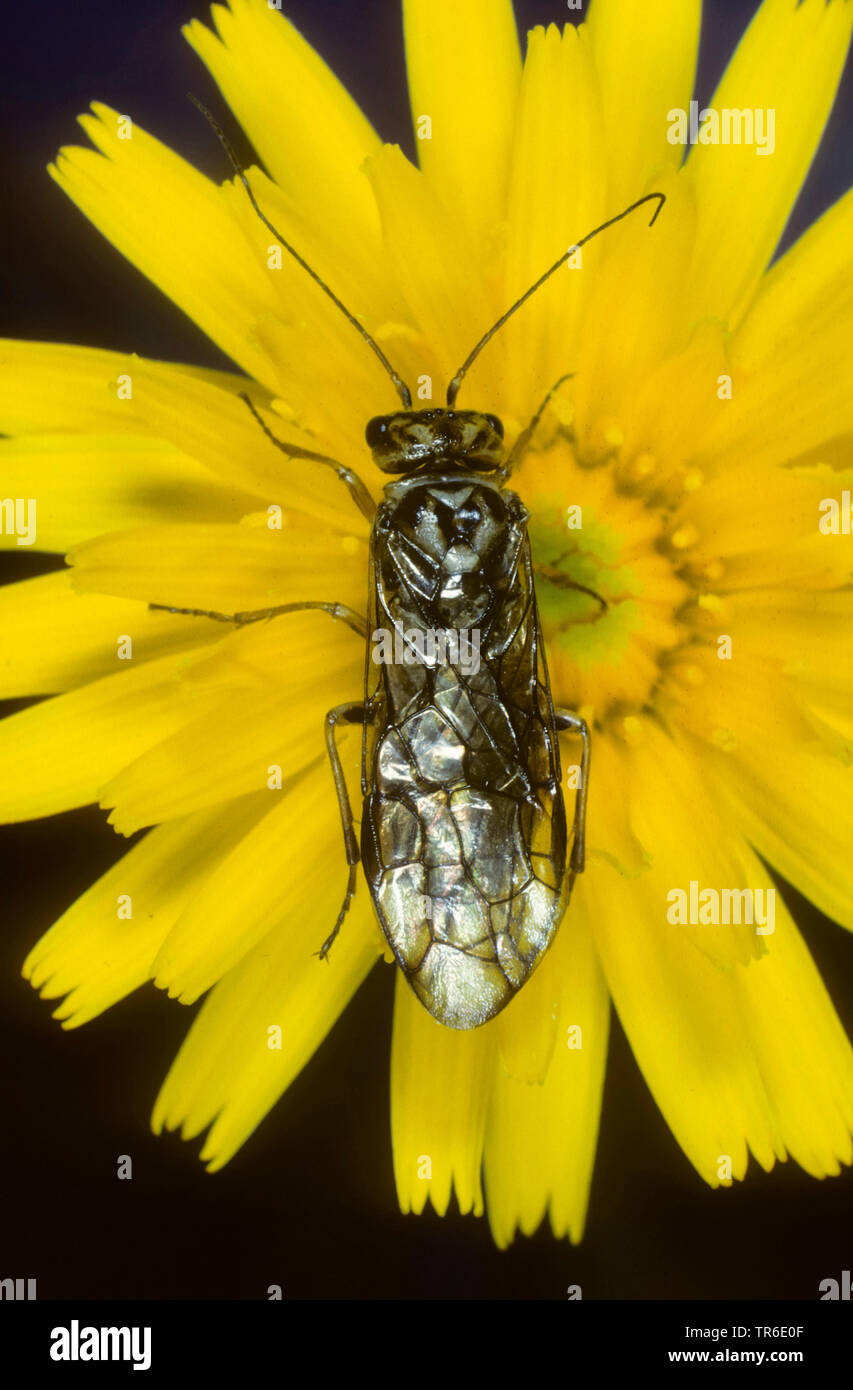 web-spinning spruce sawfly, spruce webspinner (Cephalcia abietis, Lyda hypotrophica, Cephaleia abietis), sitting on a yellow blossom, view from above, Germany Stock Photo