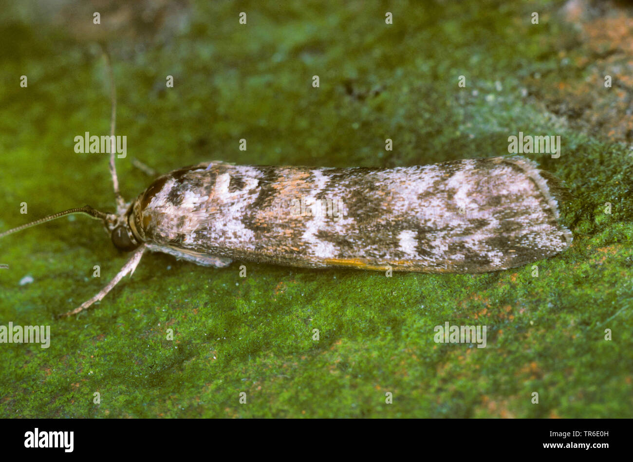 pine knothorn moth (Dioryctria abietella, Tinea abietella, Phycis abietella), imago, side view, Germany Stock Photo