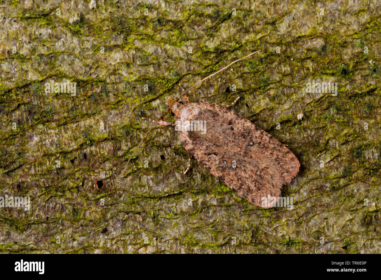 Elachistidae (Agonopterix spec., ), on bark, Germany Stock Photo