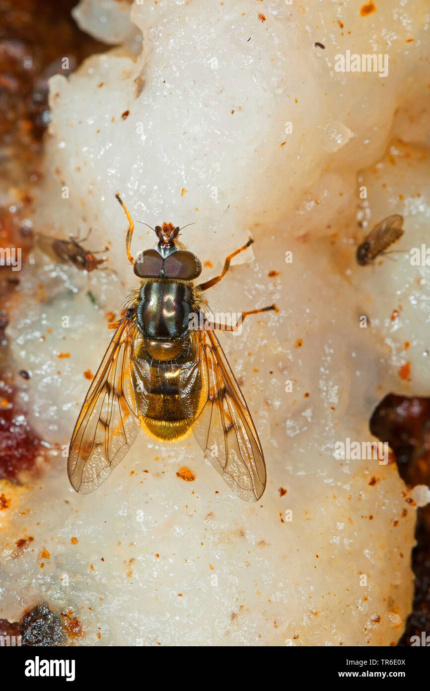 Sap-run Hoverfly (Ferdinandea cuprea), licking tree sap at an injured oak trunk, view from above, Germany Stock Photo