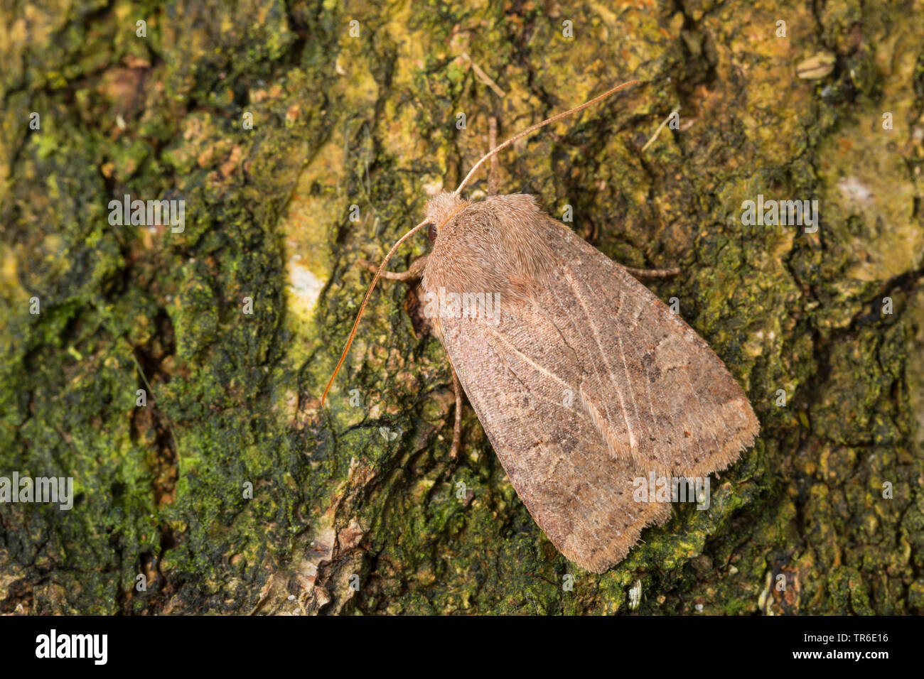chestnut (Conistra vaccinii), imago at bark, view from above, Germany Stock Photo