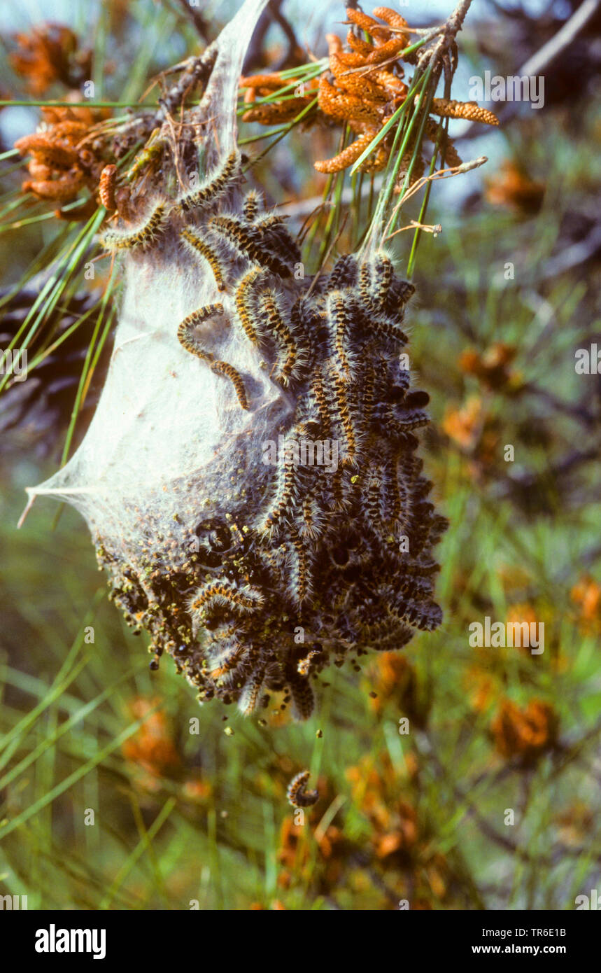 pine processionary moth (Thaumetopoea pinivora, Traumatocampa pinivora), caterpillars in the web, Germany Stock Photo
