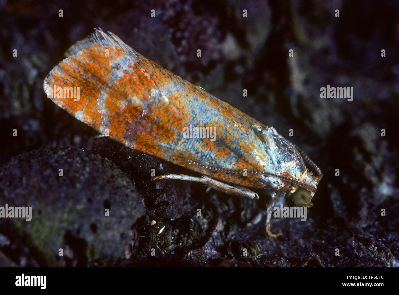gemmed shoot moth, pine-sprout tortrix, European pine shoot moth (Evetria buoliana, Rhyacionia buoliana), imago, side view, Germany Stock Photo