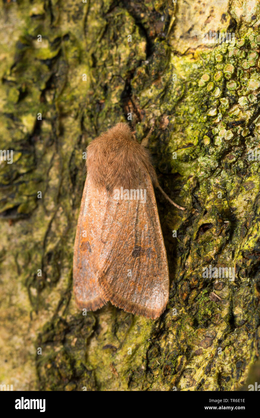 small quaker moth (Orthosia cruda, Monima cruda, Taeniocampa pulverulenta), imago at bark, view from above, Germany Stock Photo