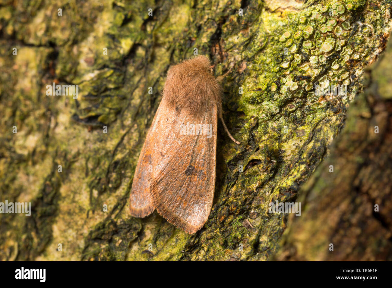 small quaker moth (Orthosia cruda, Monima cruda, Taeniocampa pulverulenta), imago at bark, view from above, Germany Stock Photo