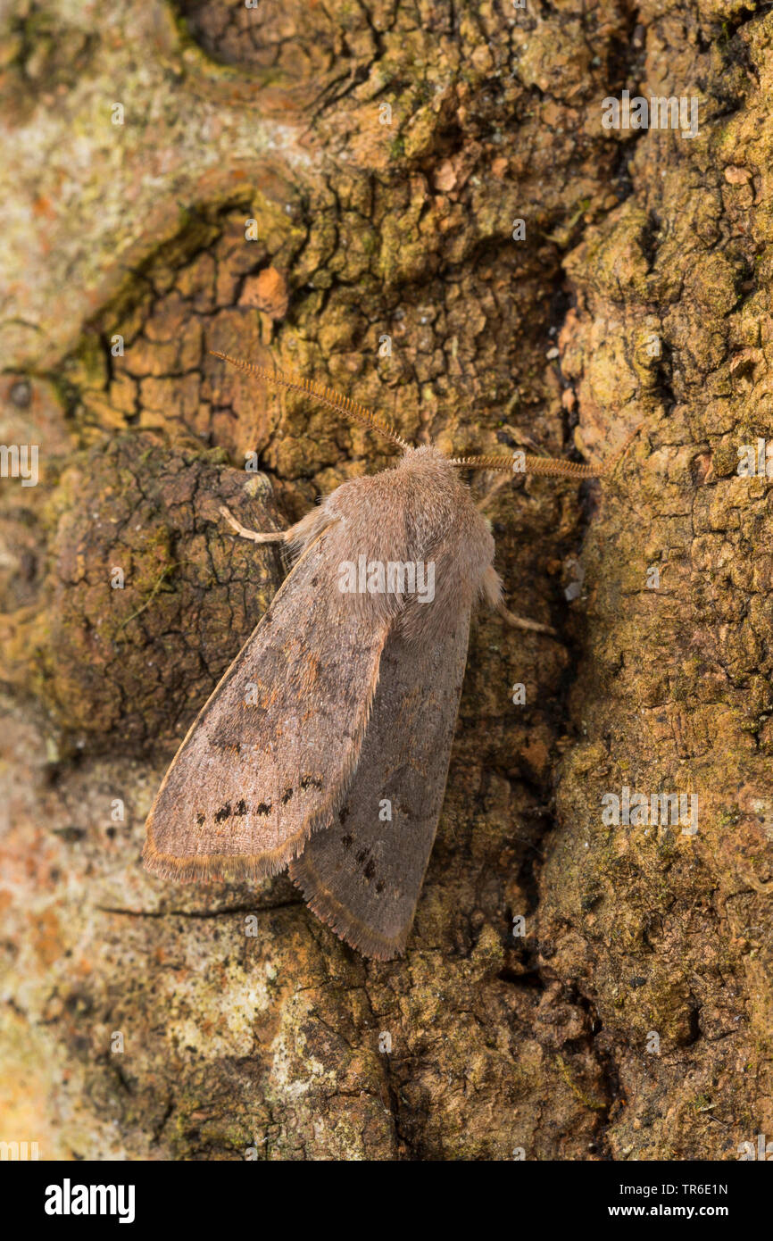 Lead-coloured Drab (Orthosia populeti), imago at bark, view from above, Germany Stock Photo