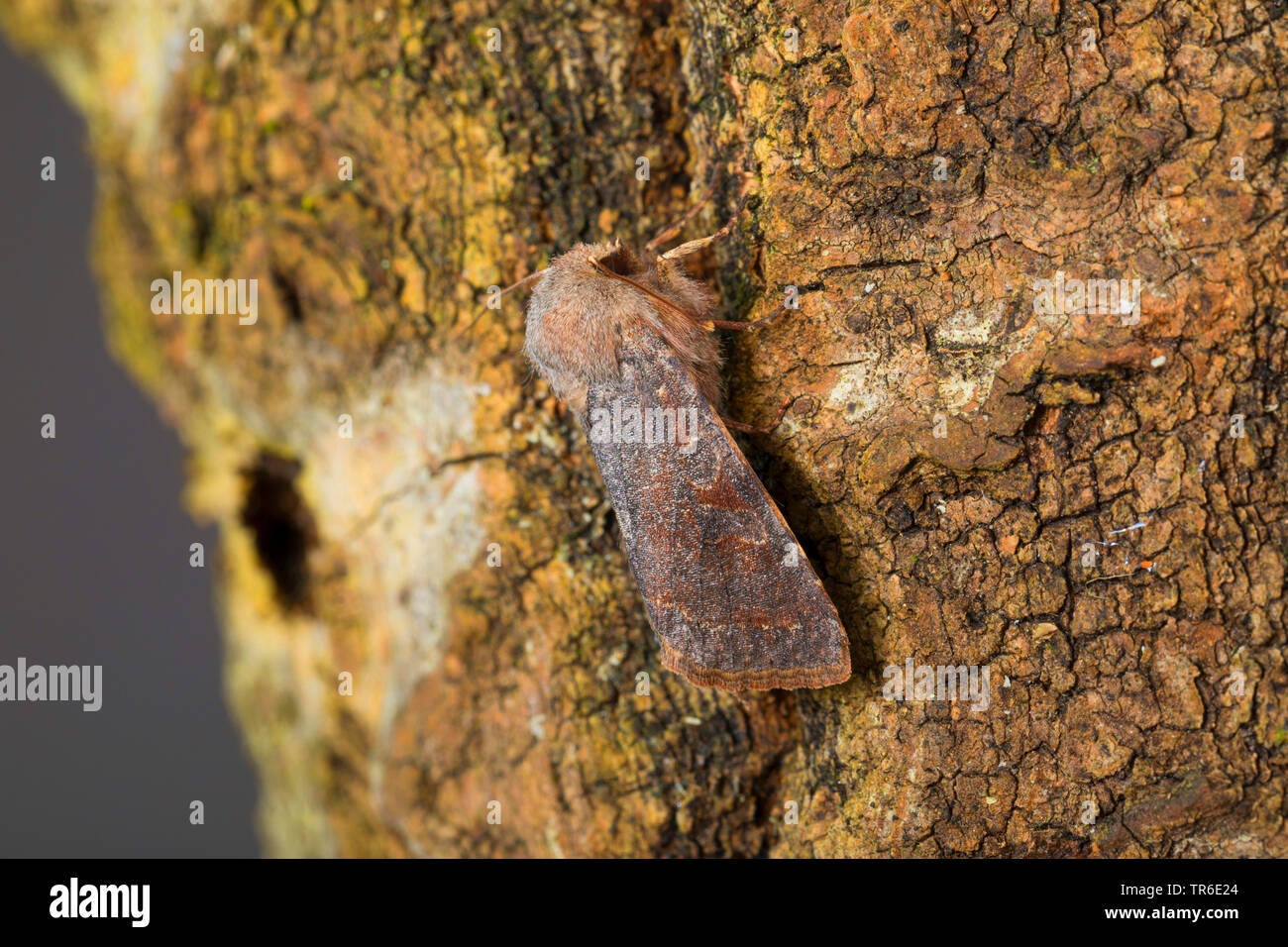 clouded drab moth, clouded drab (Orthosia incerta, Monima incerta, Taeniocampa incerta), imago well camouflaged on bark, Germany Stock Photo