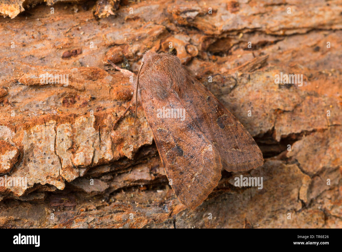 clouded drab moth, clouded drab (Orthosia incerta, Monima incerta, Taeniocampa incerta), imago well camouflaged on bark, Germany Stock Photo