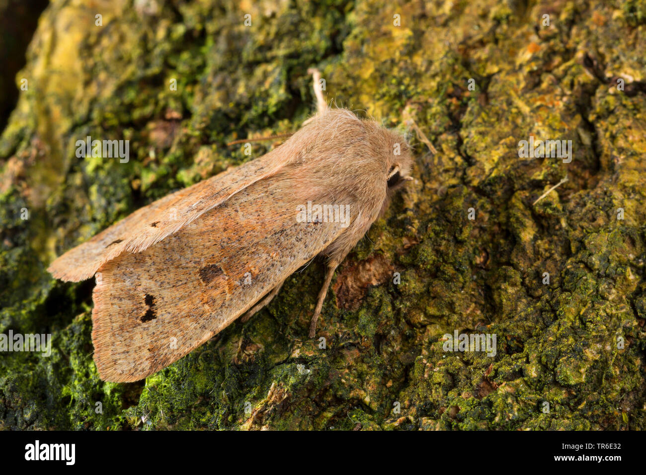 Twin-spotted quaker (Anorthoa munda, Perigrapha munda, Orthosia munda), imago on bark, Germany Stock Photo