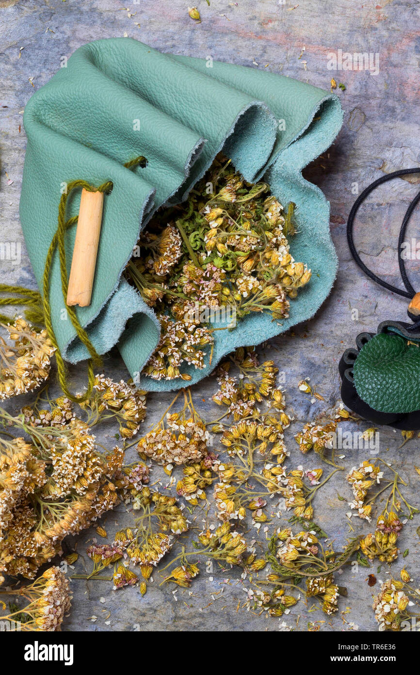 Yarrow, Common yarrow (Achillea millefolium), selfmade medicine pouch, Germany Stock Photo