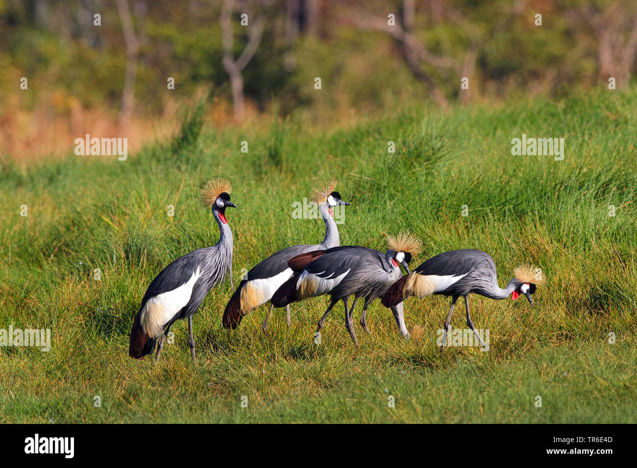 crowned crane (Balearica pavonina), four crowned cranes foraging on grass, side view, Zambia, South Luangwa National Park Stock Photo