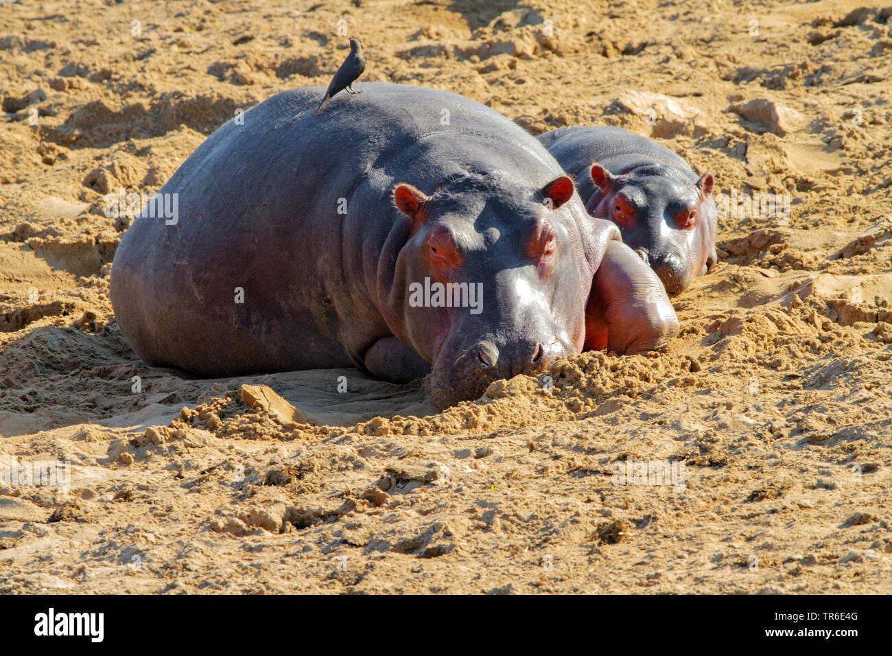 hippopotamus, hippo, Common hippopotamus (Hippopotamus amphibius), female resting with a young animal on sandy ground, Zambia, South Luangwa National Park Stock Photo