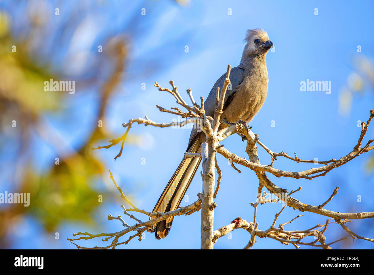 go-away bird (Corythaixoides concolor), sitting on a branch, Zambia, South Luangwa National Park Stock Photo