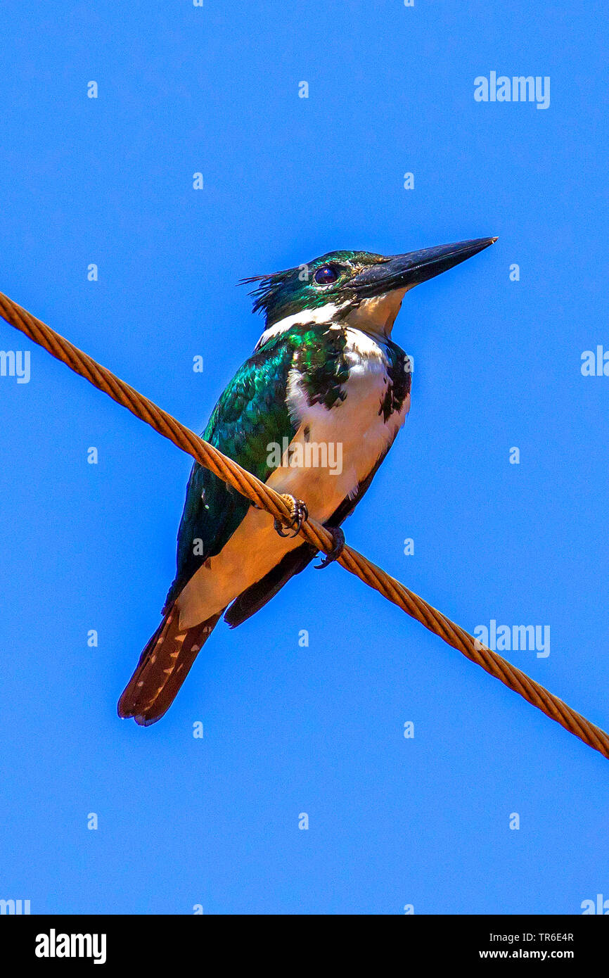 green kingfisher (Chloroceryle americana), sitting on a wirerope, Brazil, Pantanal, Pantanal Matogrossense National Park Stock Photo