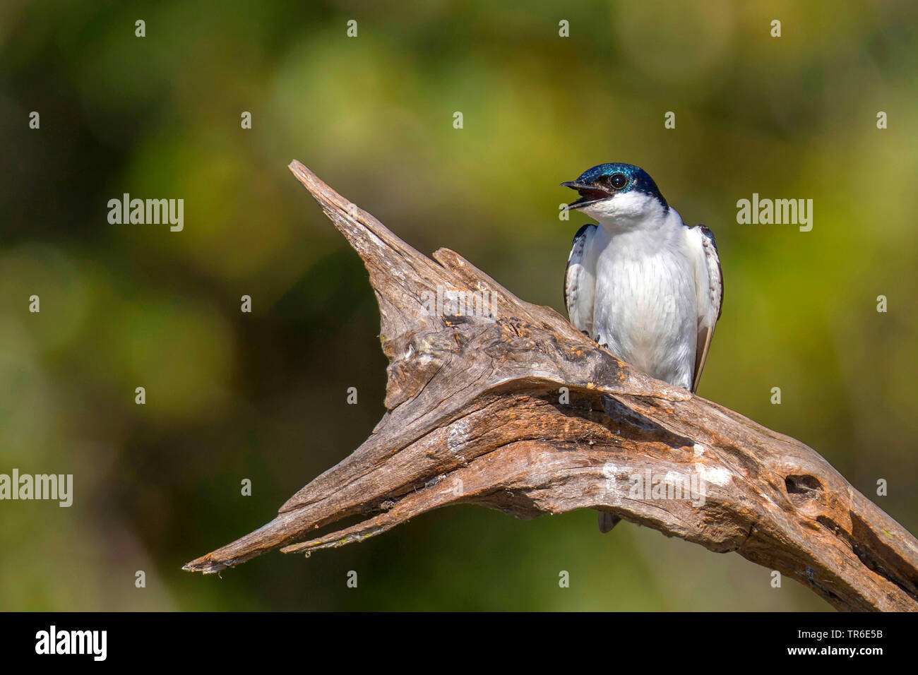 blue and white swallow (Notiochelidon cyanoleuca), sitting on dead wood, Brazil, Pantanal, Pantanal Matogrossense National Park Stock Photo