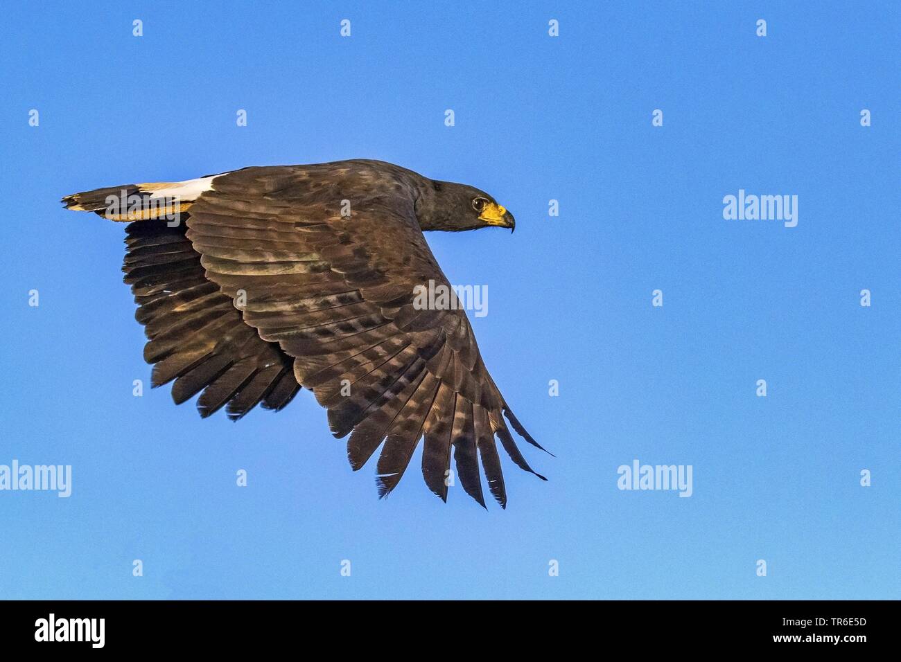 great black hawk (Buteogallus urubitinga), in flight in the blue sky, side view, Brazil, Pantanal, Pantanal Matogrossense National Park Stock Photo