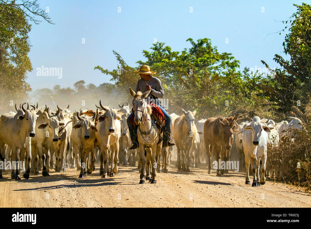 Nelore cattle (Bos indicus), cattle drive, Brazil, Pantanal, Pantanal Matogrossense National Park Stock Photo
