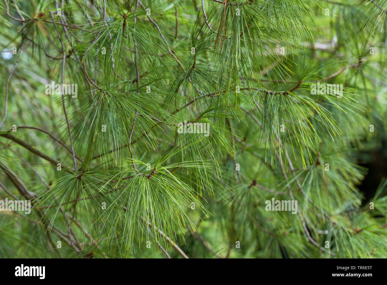 Eastern white pine (Pinus strobus), branch Stock Photo