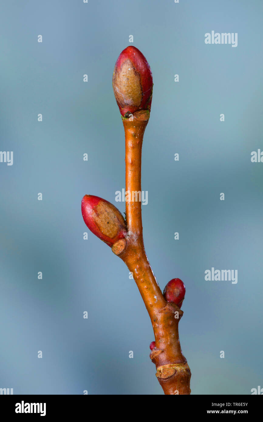 small-leaved lime, littleleaf linden, little-leaf linden (Tilia cordata), branch with buds, Germany Stock Photo