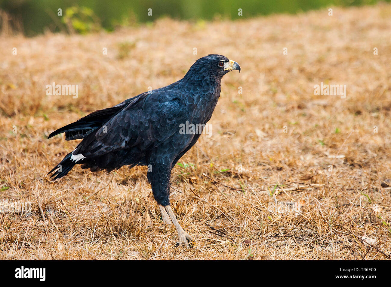 great black hawk (Buteogallus urubitinga), sitting in a dried meadow, side view, Brazil, Pantanal, Pantanal Matogrossense National Park Stock Photo
