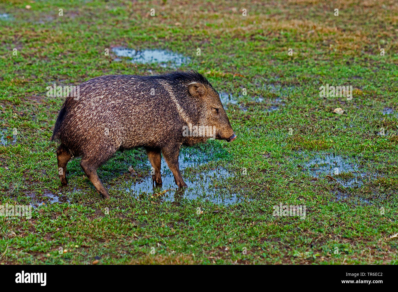 Javelina hires stock photography and images Alamy