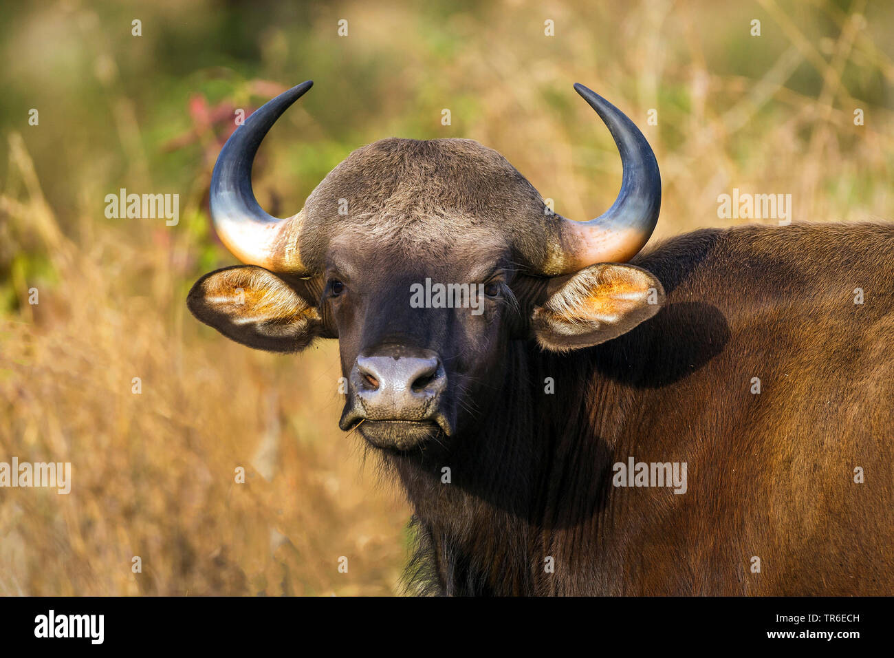 gaur, seladang (Bos gaurus), portrait, India, Kanha National Park Stock Photo