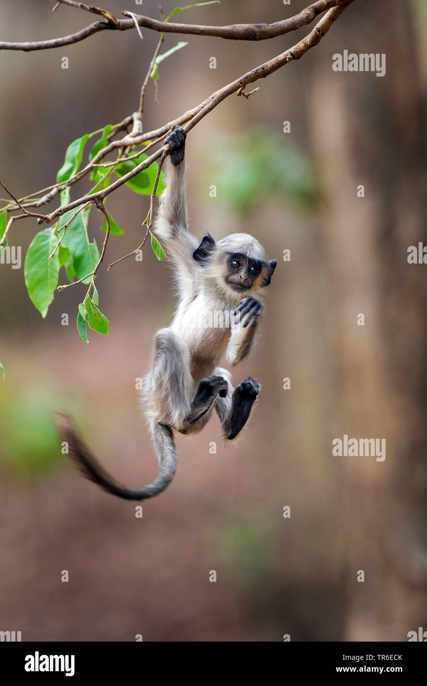 Monkey hanging hires stock photography and images Alamy
