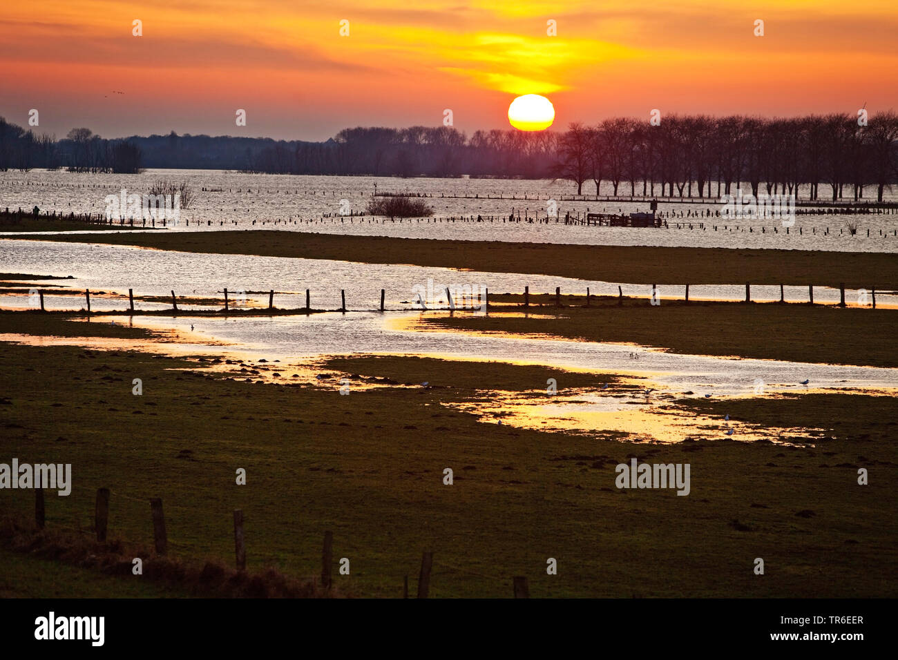 nature conservation area Bislicher Insel at high watermark, wetlands in sunset, Germany, North Rhine-Westphalia, Ruhr Area, Wesel Stock Photo