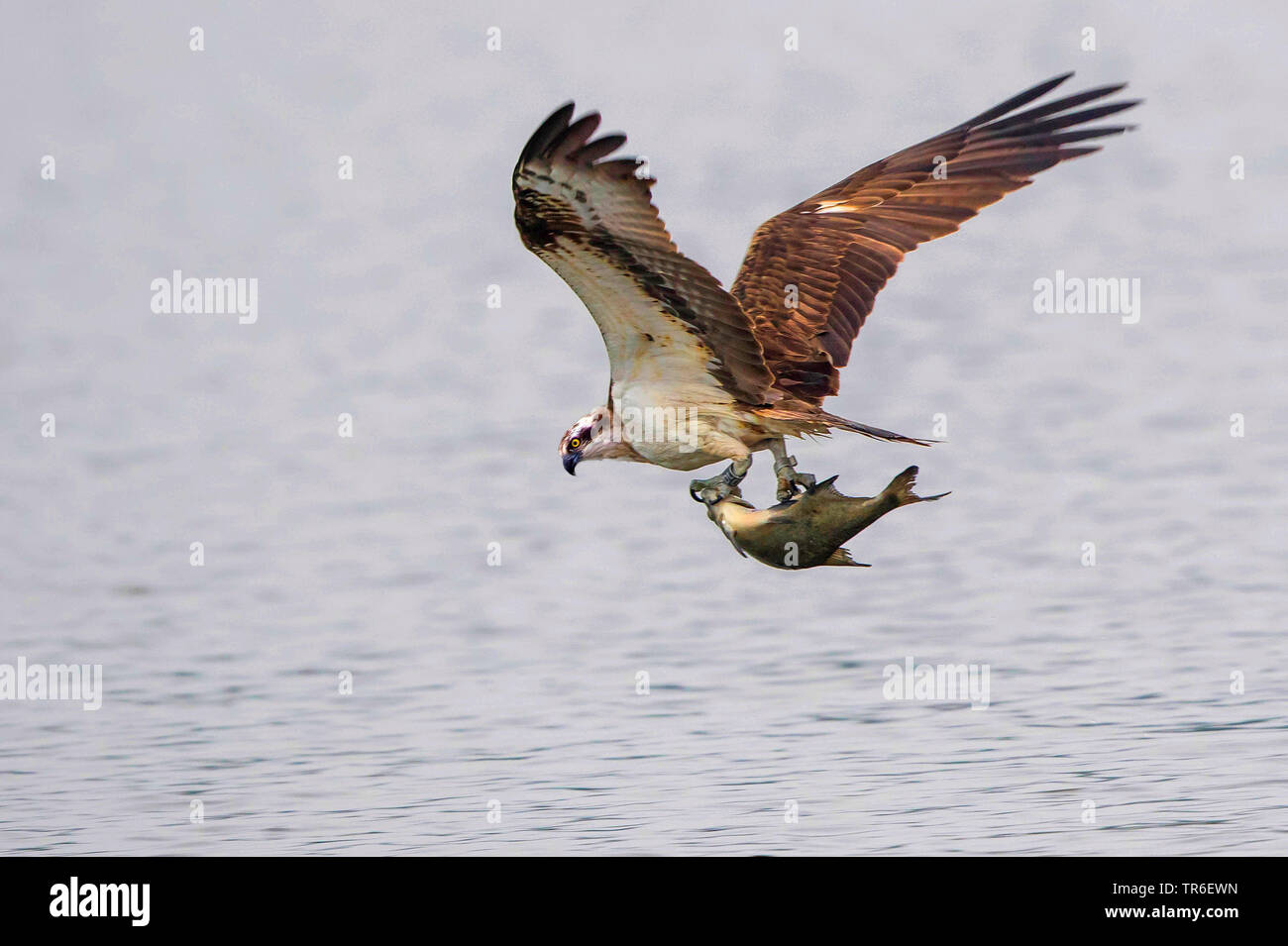 osprey, fish hawk (Pandion haliaetus), with a caught a fish, Germany, Mecklenburg-Western Pomerania, Malchiner See Stock Photo