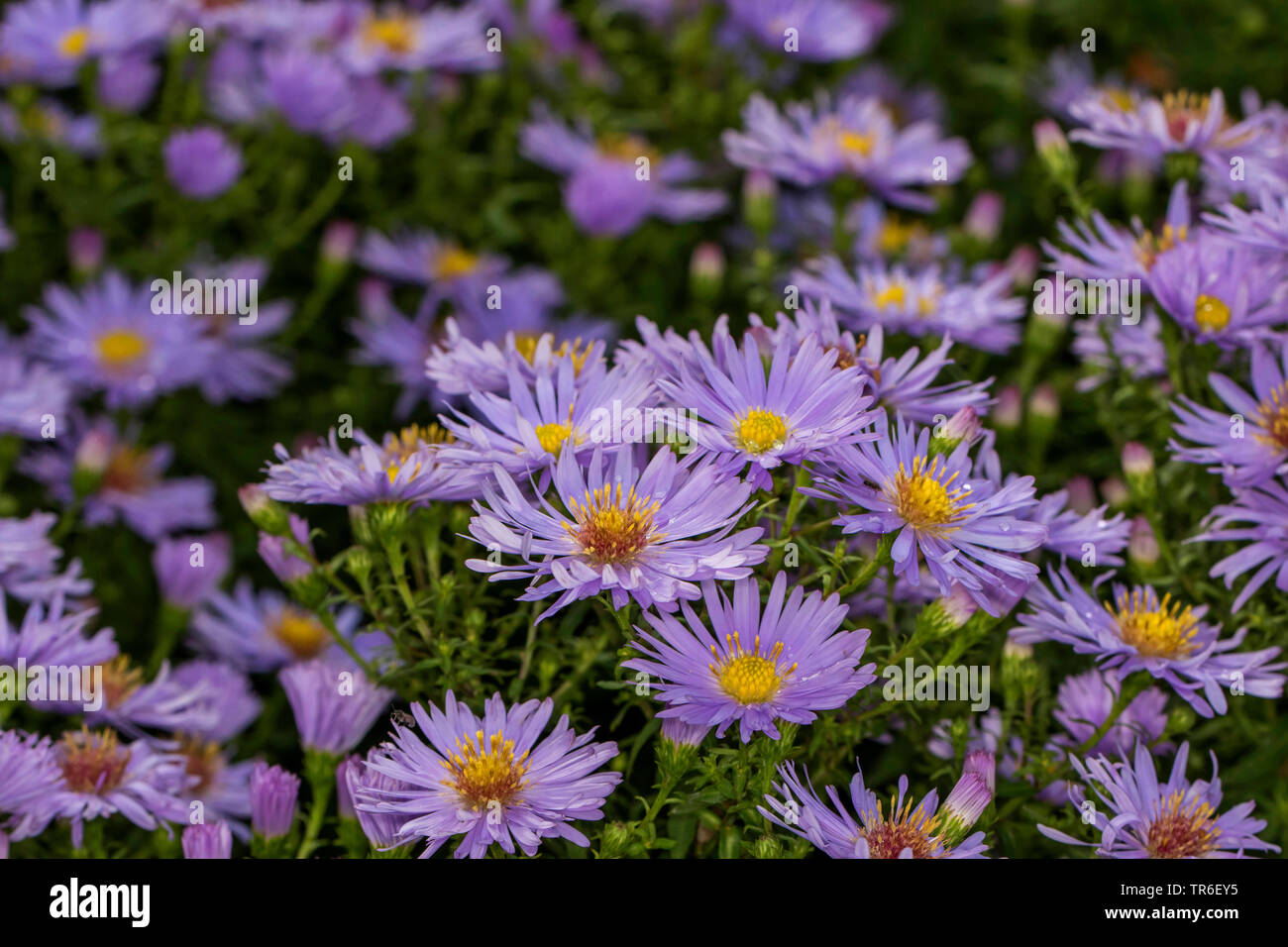 Aster (Aster dumosus), blooming, Germany, M-V Stock Photo