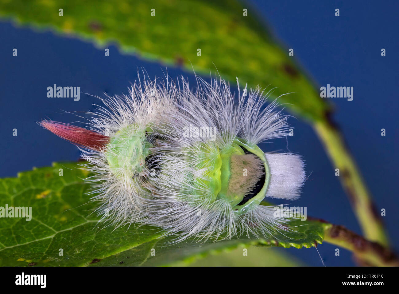 Pale tussock, Redtail moth (Dasychira pudibunda, Olene pudibunda