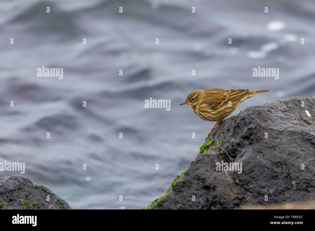 Rock pitpit (Anthus petrosus), on a coastal rock at the Baltic ocean ...