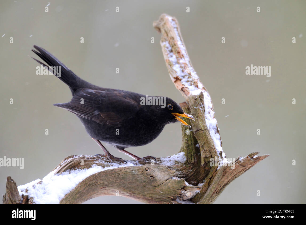 blackbird (Turdus merula), male on a branch in winter, calling, Germany Stock Photo