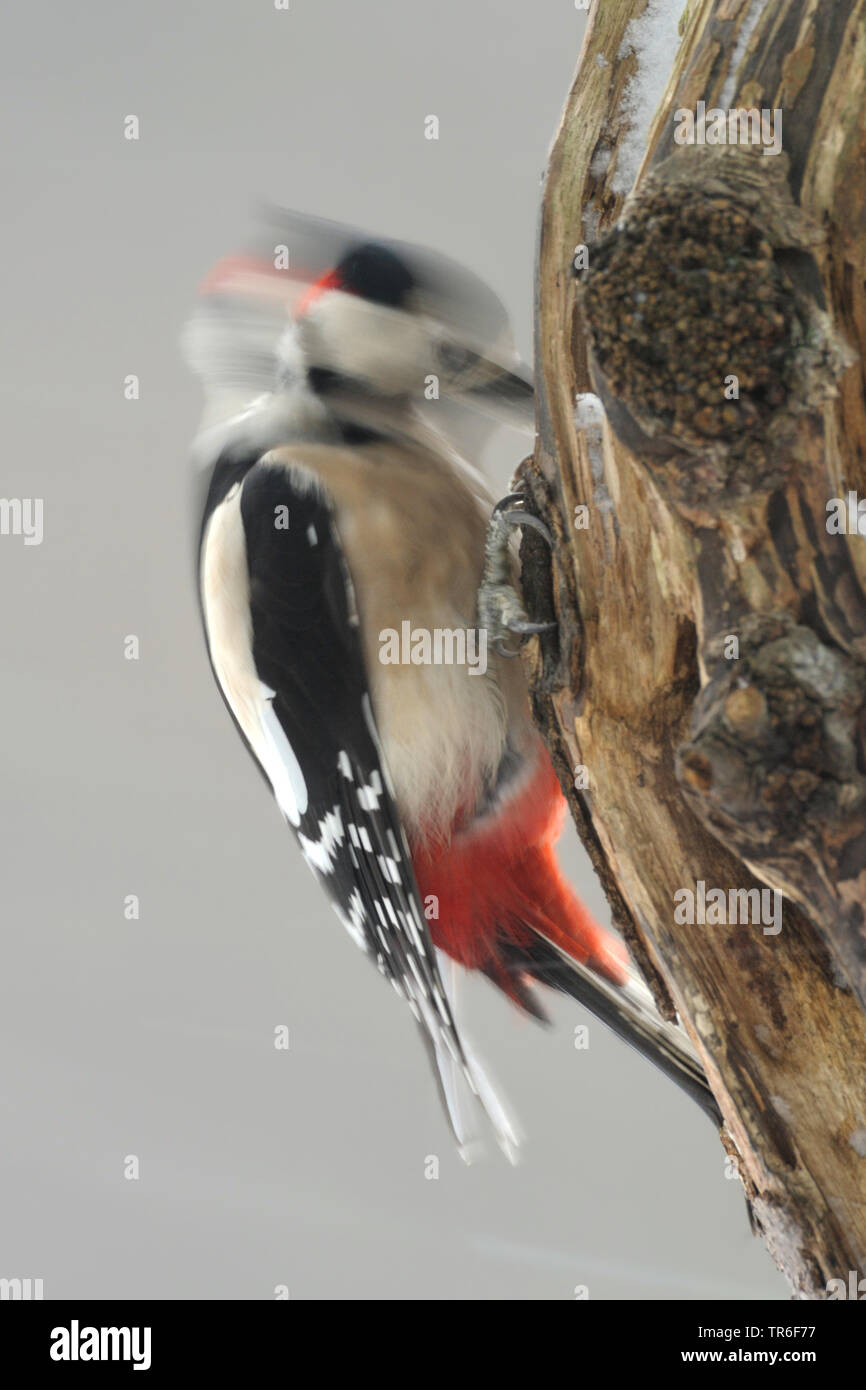 Great spotted woodpecker (Picoides major, Dendrocopos major), hammering into a tree, Germany Stock Photo